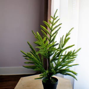 Puede incluir: Una pequeña planta perenne en maceta con follaje verde vibrante. La planta está en una maceta negra y se encuentra sobre una mesa de madera hexagonal de color marrón claro. El fondo incluye una ventana y una pared.