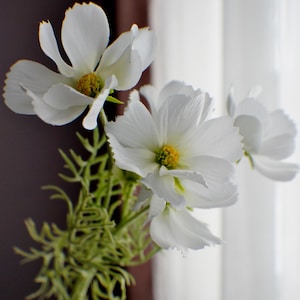 Könnte beinhalten: Ein Strauß weißer Blumen mit grünen Stielen und Blättern. Die Blüten haben ein zartes, gekräuseltes Aussehen und sind in einer Vase angeordnet.