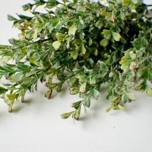 Puede incluir: Un manojo de tallos verdes y frondosos con peque&ntilde;as hojas verde claro y algunos acentos marr&oacute;n rojizo. Los tallos est&aacute;n dispuestos en un grupo suelto y natural.