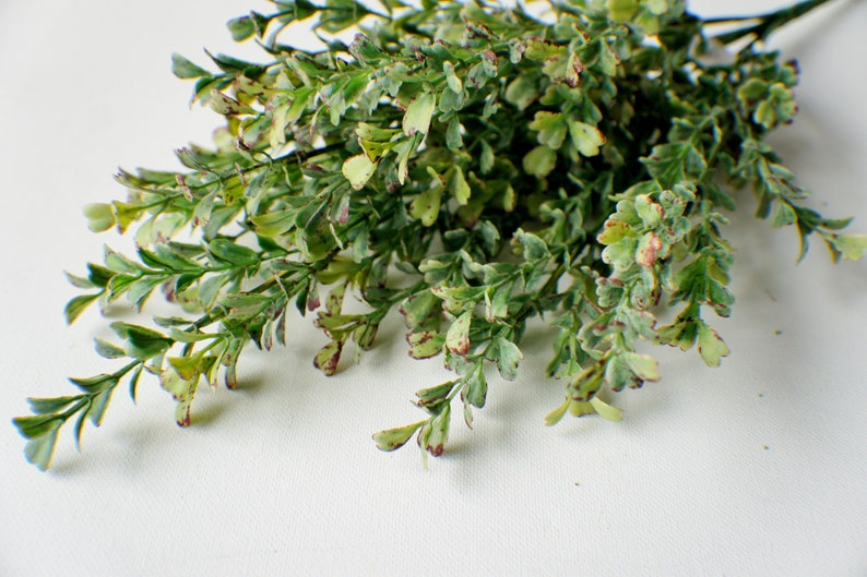 Puede incluir: Un manojo de tallos verdes y frondosos con peque&ntilde;as hojas verde claro y algunos acentos marr&oacute;n rojizo. Los tallos est&aacute;n dispuestos en un grupo suelto y natural.