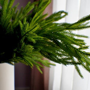 May include: A close-up of a green leafy plant in a white vase. The plant is in front of a white sheer curtain and a brown wall.