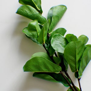 May include: A branch of green leaves with a white background.