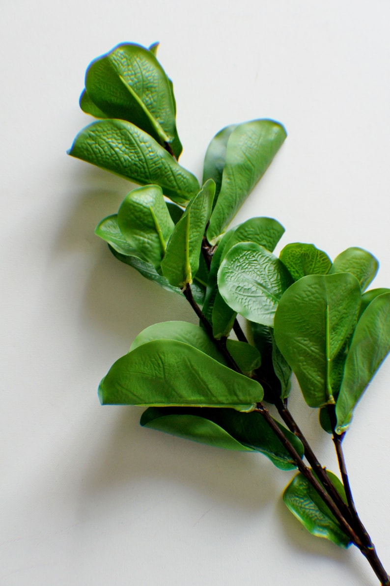 May include: A branch of green leaves with a white background.