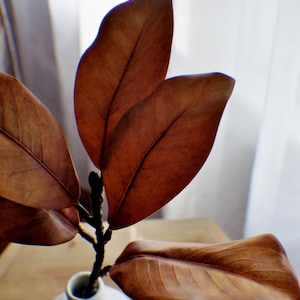 May include: A white ceramic vase with a textured surface holds a bouquet of dried magnolia leaves. The leaves are a deep brown colour and have a natural, rustic look.
