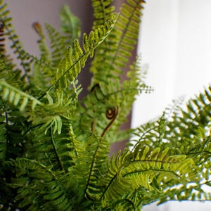 Peut inclure: Gros plan sur une fougère verte vibrante. La fougère possède de nombreuses frondes avec de petites feuilles détaillées, créant un aspect dense et texturé. Les feuilles sont de différentes nuances de vert.