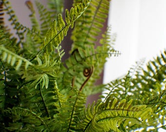 May include: A close-up shot of a green fern plant. The plant has many fronds with small, detailed leaves, creating a dense, textured look. The leaves are various shades of green, with some lighter areas.