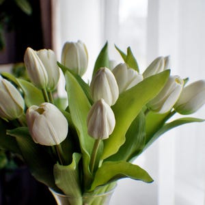 May include: A bunch of white tulips in a clear glass vase. The flowers have tightly closed petals and are surrounded by bright green leaves. The vase is tied with twine, and the background is a blurred window.