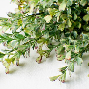 Puede incluir: Un ramo de vegetaci&oacute;n artificial verde y blanca con un acabado texturizado moteado. Las hojas son peque&ntilde;as y tienen una forma ligeramente redondeada.