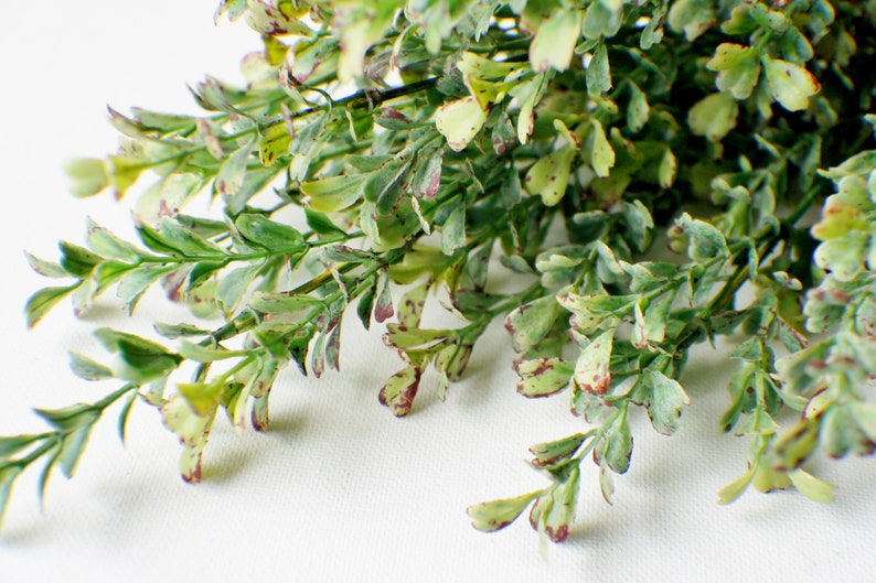Puede incluir: Un ramo de vegetaci&oacute;n artificial verde y blanca con un acabado texturizado moteado. Las hojas son peque&ntilde;as y tienen una forma ligeramente redondeada.