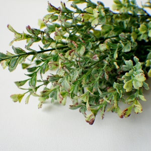 Puede incluir: Un ramo de vegetaci&oacute;n artificial verde y blanca con acentos rojos. Las hojas son peque&ntilde;as y delicadas, y los tallos son delgados y flexibles.