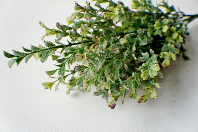 Puede incluir: Un ramo de vegetaci&oacute;n artificial verde y blanca con acentos rojos. Las hojas son peque&ntilde;as y delicadas, y los tallos son delgados y flexibles.
