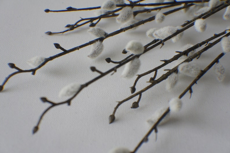 May include: A bunch of pussy willow branches with fluffy white buds against a white background.