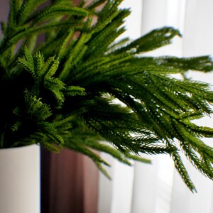 May include: A close-up of a green leafy plant in a white pot. The plant has long, thin leaves that are arranged in a spiral pattern. The plant is in focus, while the background is blurred.