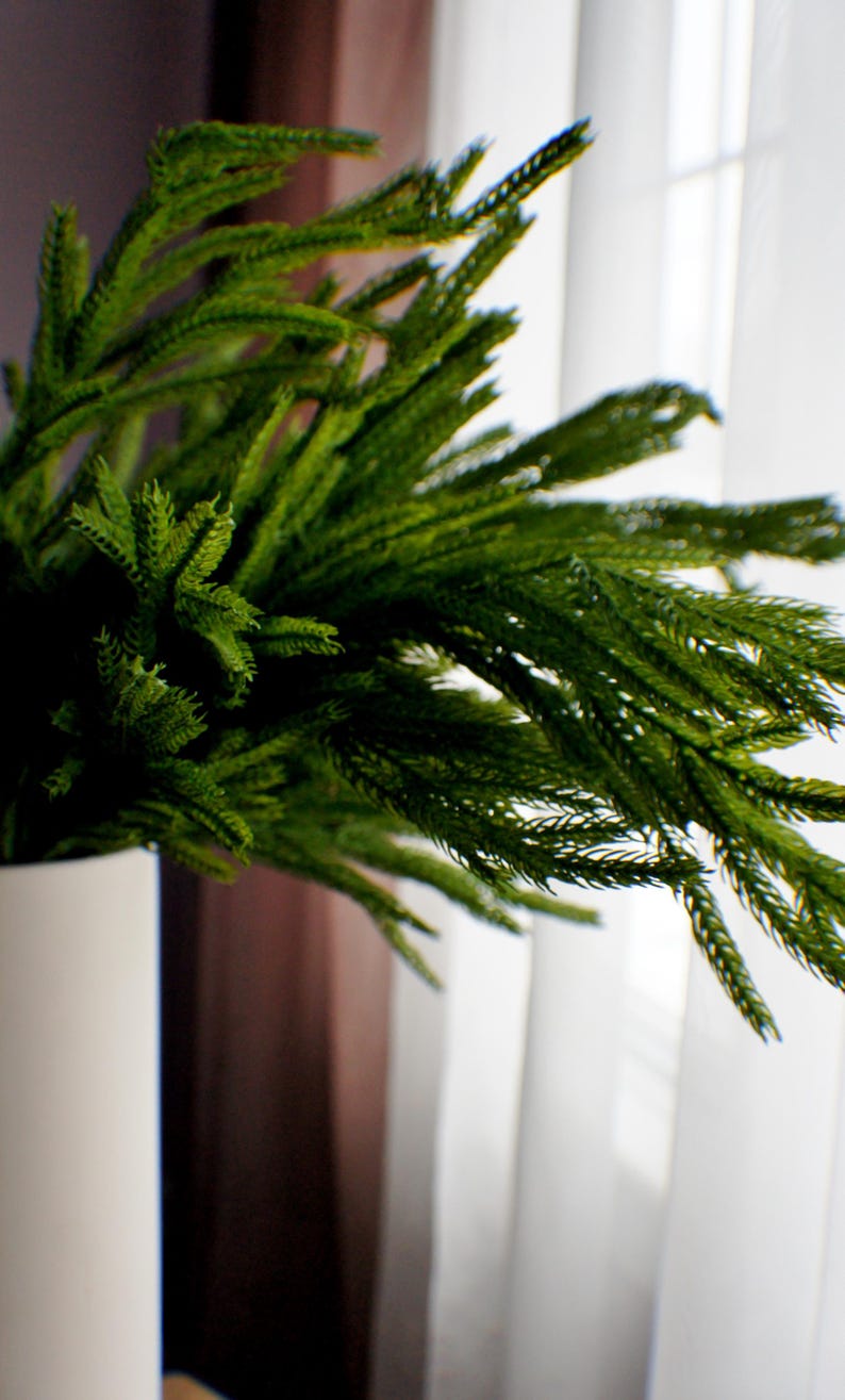 May include: A close-up of a green leafy plant in a white pot. The plant has long, thin leaves that are arranged in a spiral pattern. The plant is in focus, while the background is blurred.