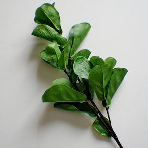 May include: A sprig of green leaves with a brown stem against a white background.