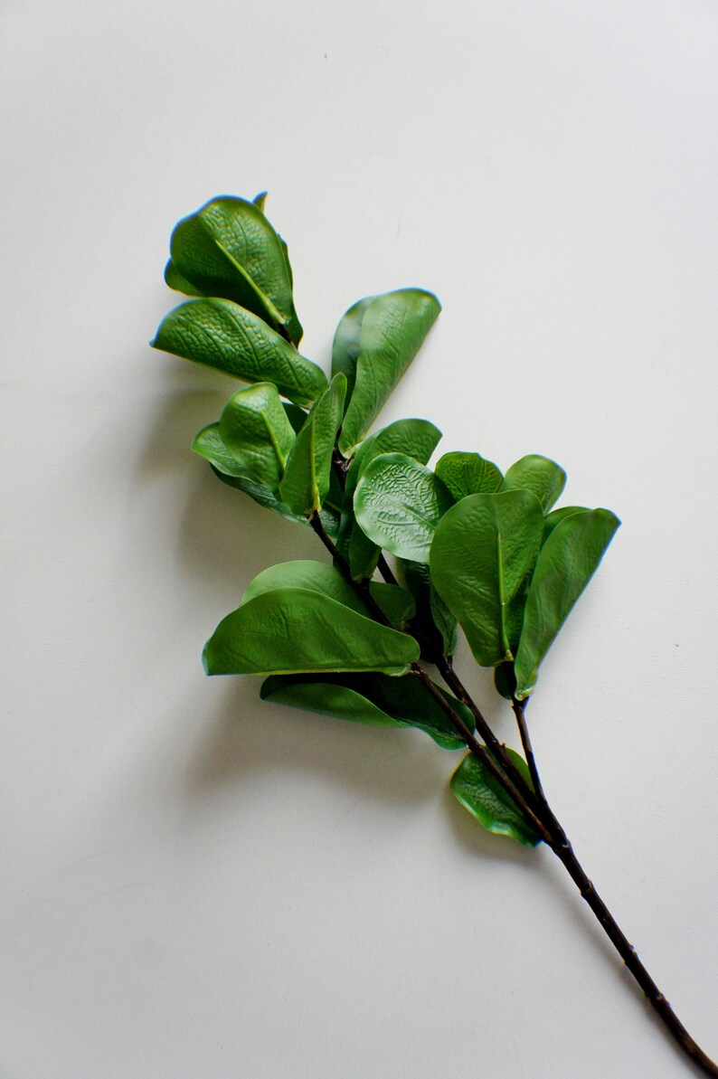 May include: A sprig of green leaves with a brown stem against a white background.