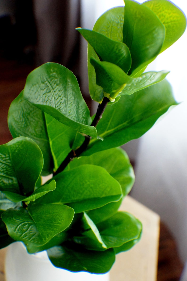 May include: A close-up of a green ficus lyrata plant with large, glossy leaves. The plant is in a white pot and is partially visible in the image.