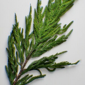 May include: A sprig of green artificial foliage with a brown stem. The foliage is made to look like a pine tree branch.