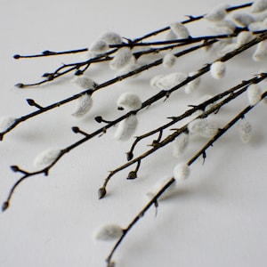 May include: A bunch of pussy willow branches with fluffy white buds against a white background.