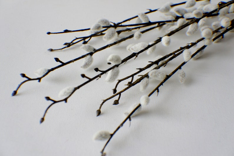 May include: A bunch of pussy willow branches with fluffy white buds against a white background.