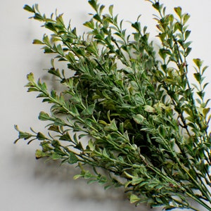 Puede incluir: Un manojo de tallos verdes frondosos con peque&ntilde;as hojas. Los tallos est&aacute;n dispuestos en forma de abanico y est&aacute;n sobre un fondo blanco.