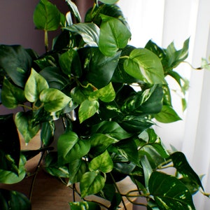 Arbusto de pothos colgante Real Touch: arbusto artificial de 50 cm (20 pulgadas)