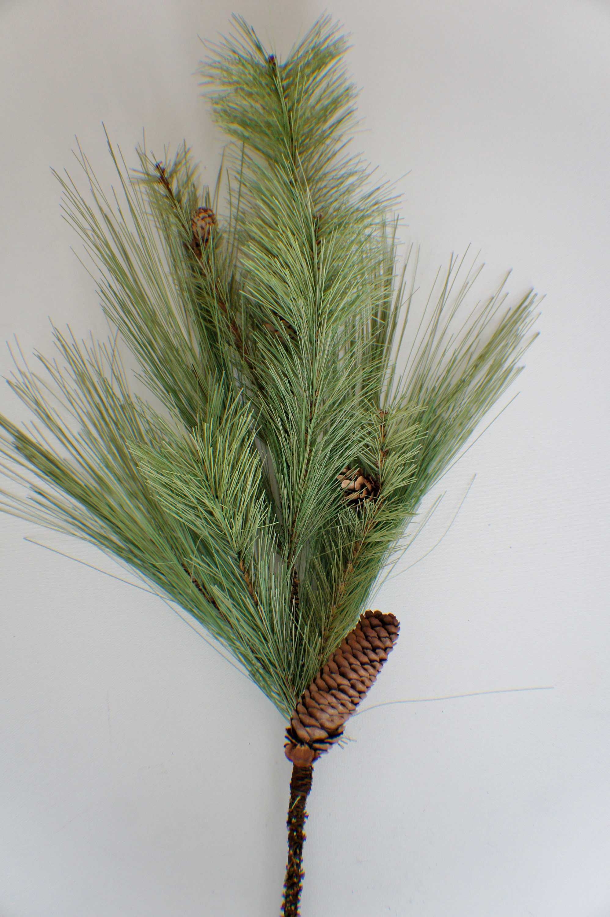 17 Snowed Long Needle Pine Pick Green Snow (Pack of 36) YSP108-GR/SN