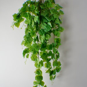 Puede incluir: Una larga vid artificial verde con hojas que cuelgan sobre una pared blanca.