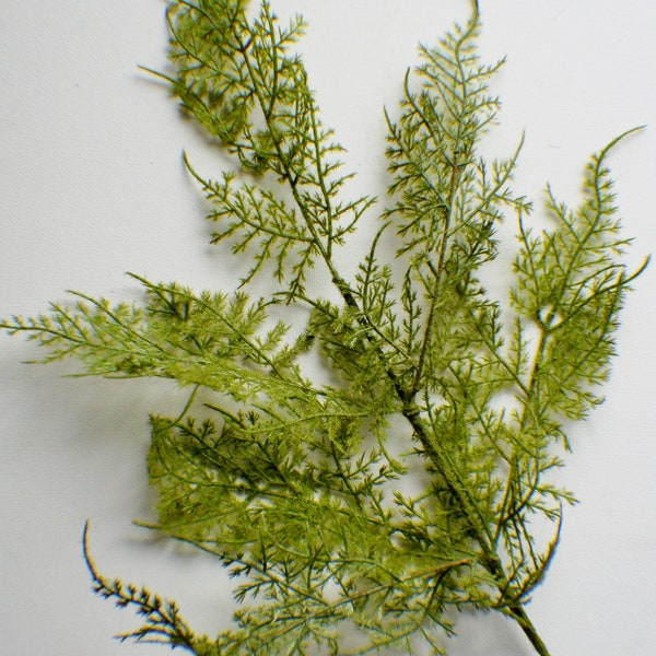 Mossy Lace Fern stem in Fresh Green Faux Fern Stem, Artificial Fern, Artificial Flowers, Vase Filler, Greenery, Bouquet Greens Wreath making