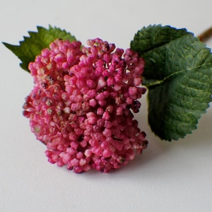 Könnte beinhalten: Eine einzelne rosa Blume mit grünen Blättern. Die Blume ist eine Ansammlung kleiner, runder, rosa Knospen.