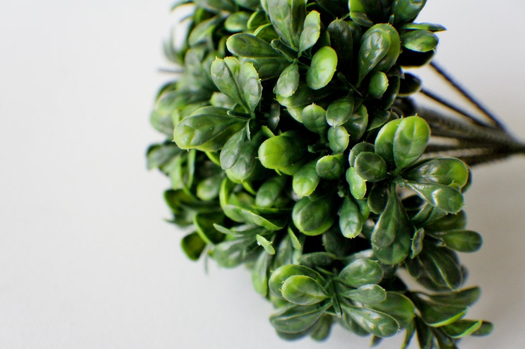 6 Boxwood Pick, Bunch of 12, Stem Pick Vase Filler Wedding Greenery