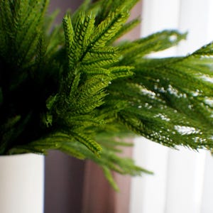 May include: A close-up of a green leafy plant in a white pot. The plant has long, thin leaves that are arranged in a feathery pattern. The plant is in focus, while the background is blurred.