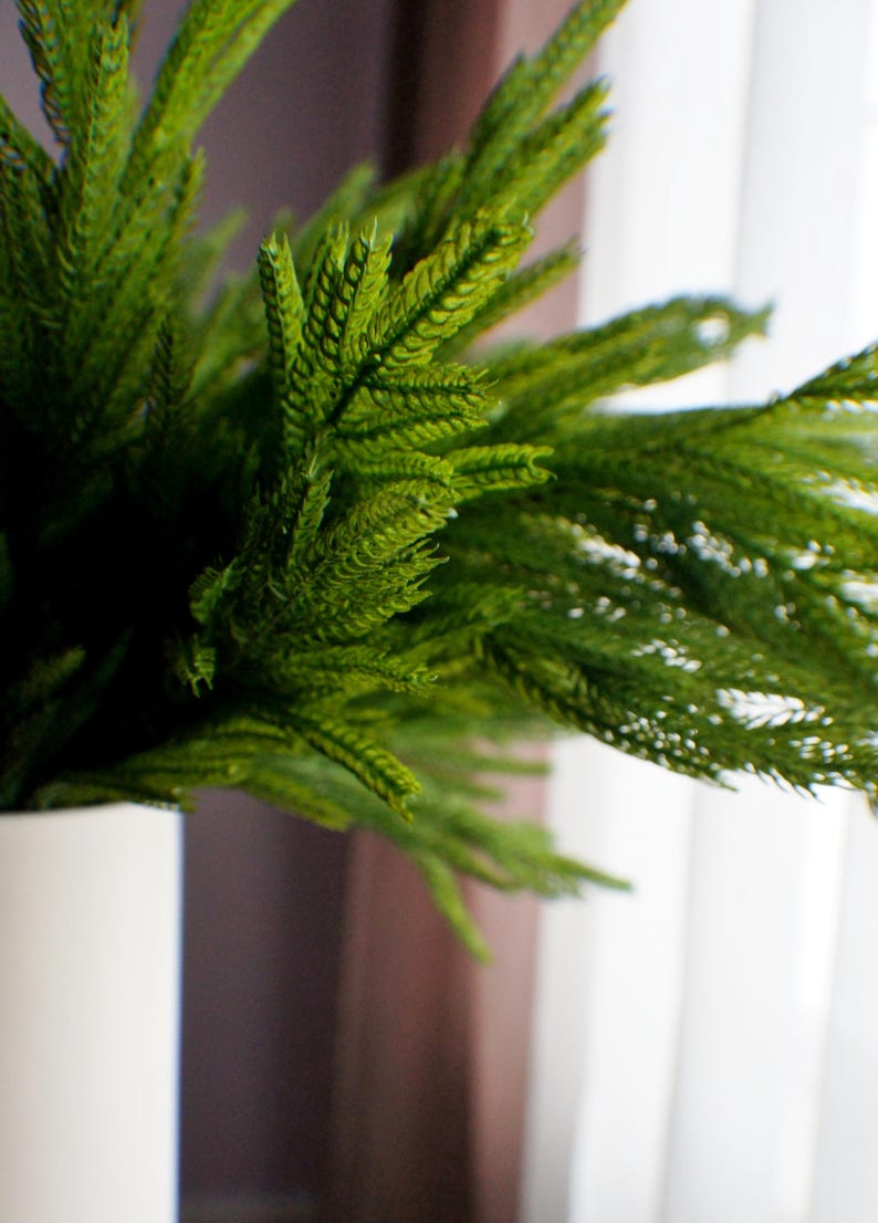 May include: A close-up of a green leafy plant in a white pot. The plant has long, thin leaves that are arranged in a feathery pattern. The plant is in focus, while the background is blurred.