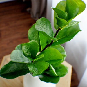 May include: A green leafy plant with large leaves in a white vase. The plant is sitting on a wooden table.