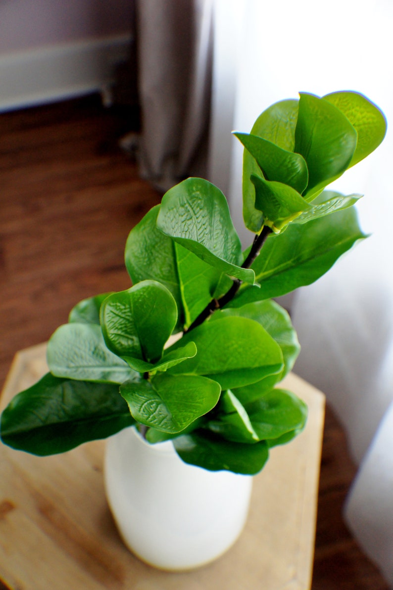 May include: A green leafy plant with large leaves in a white vase. The plant is sitting on a wooden table.