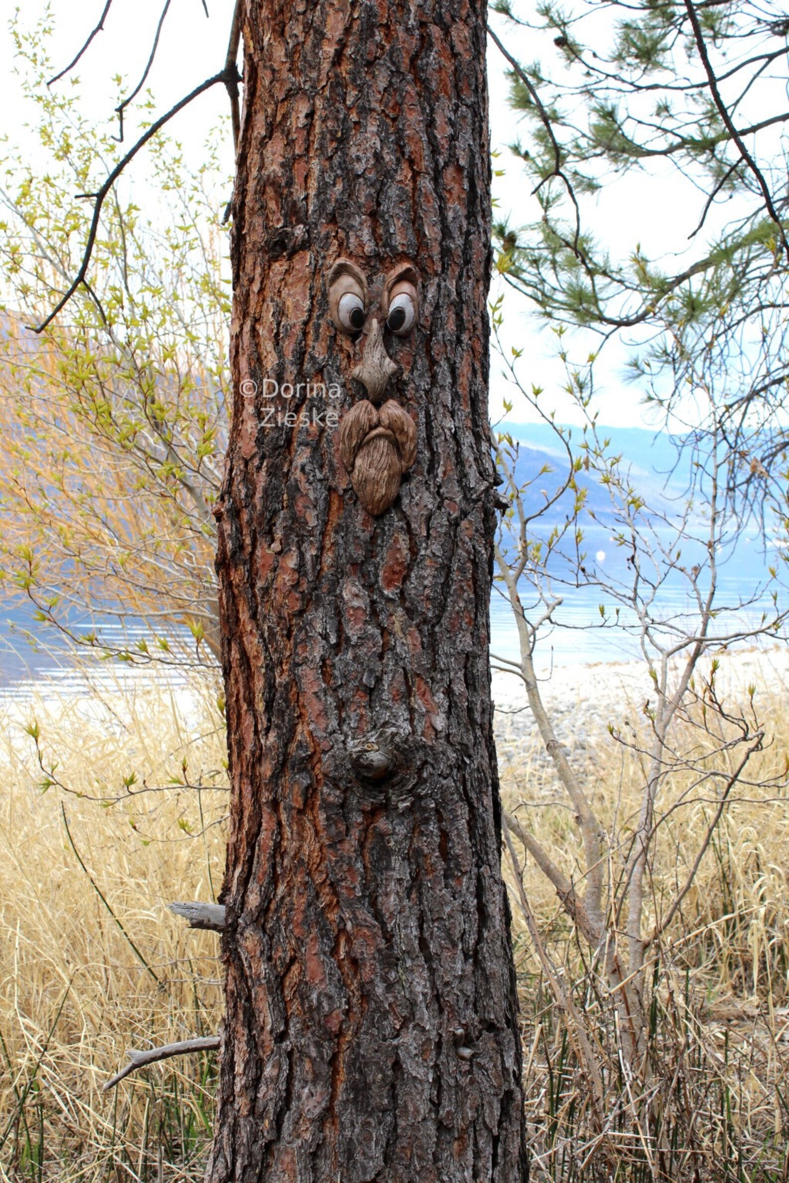 Mr. Grumpy Stump Tree Face Fun Birthday Gifts Made in - Etsy Canada