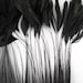 Stripped Coque Millinery Feathers 6-8" long, per 25 feathers