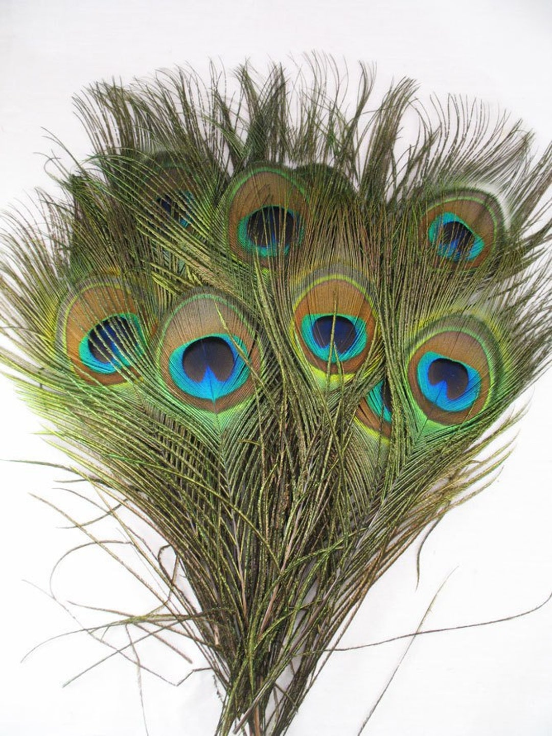 Peacock Feathers SHORT STALK per 25 - Etsy