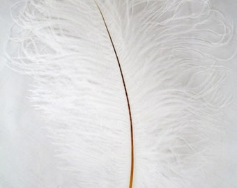 White Ostrich Feathers 12-16 inch long per each