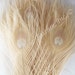 Peacock Feathers, bleached, IVORY color, per 25 (peabivo25)