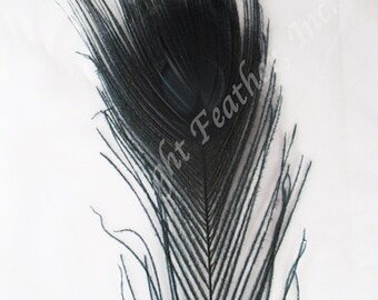 Black Dyed Peacock Eye Feathers 12-15 Inch per DOZEN (12)