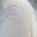 Ostrich Wing Plumes, 16-24" long, HAND SELECTED, wedding feathers, hat feathers, centerpieces, per each feather