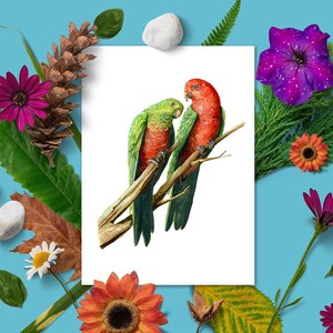 King Parrots Art Print, Australia Poster