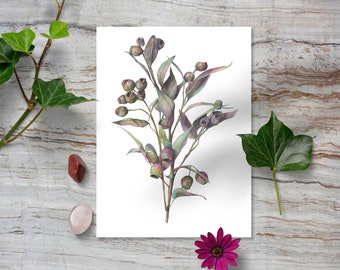 Australian Bush Beauty: Gumnut Watercolor Art Prin