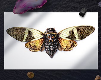 Cicada Art Print, Insect Poster