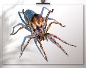 Lámina artística sobre arañas, póster sobre aracnofobia