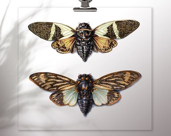 Two Cicada Art Print, Insect Poster