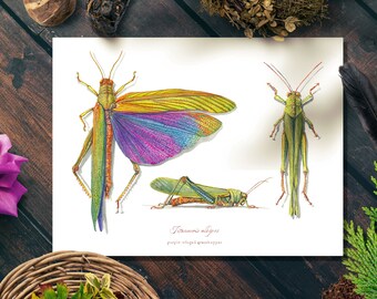 Watercolor Grasshopper Scientific Art Print - Nature Wall Decor Poster