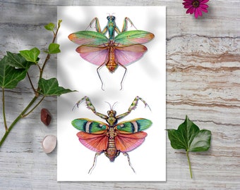 Praying Mantises Art Print