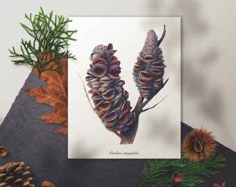 Australian Wildflowers: Banksia Pod Watercolor Art Print